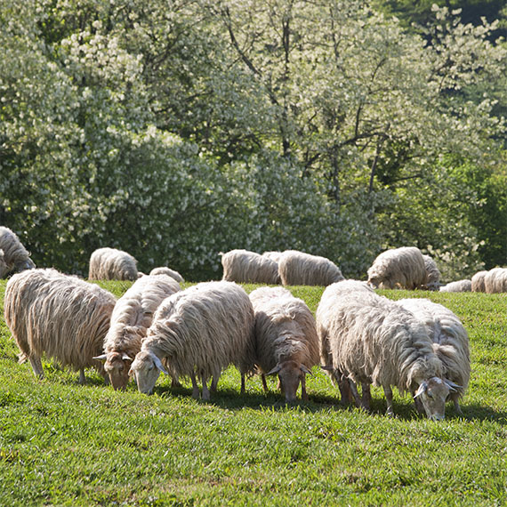 producteur fromage La Bastide Clairence