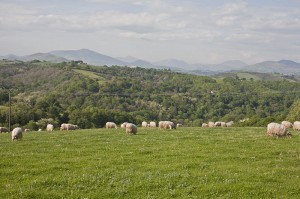 producteur fromage saint jean de luz